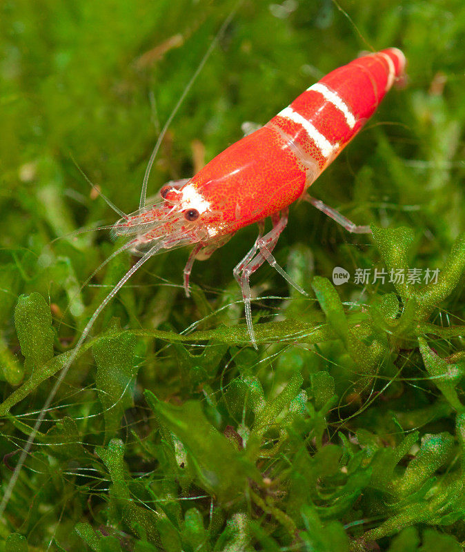 水晶红矮星虾(Caridina cf. cantonensis)水晶rote Zwerggarnele